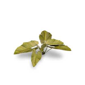 Gamer's Grass: Laser Plants - Elephant Ear