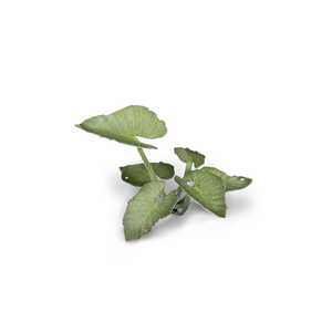 Gamer's Grass: Laser Plants - Elephant Ear