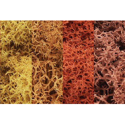 Lichen: Autumn Mix