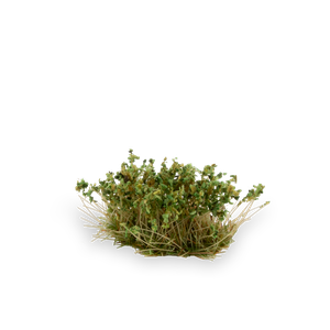 Gamer's Grass: Strong Green Shrubs